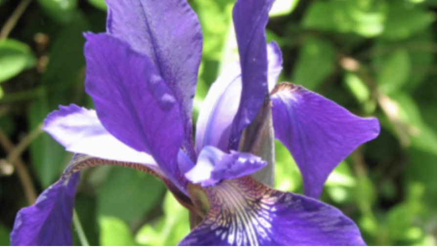 Widows Group | Vicky